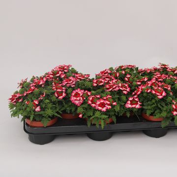 Glandularia LANAI PINK TWISTER