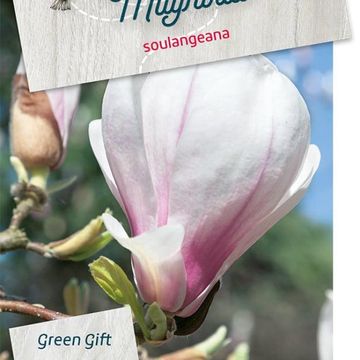 Magnolia x soulangeana