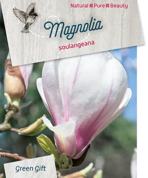 Magnolia x soulangeana