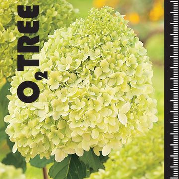 Hydrangea paniculata 'Limelight'