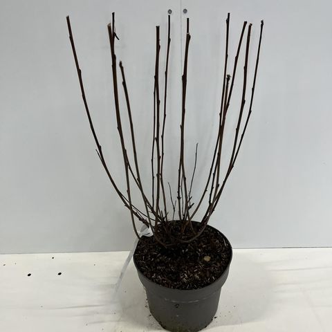 Physocarpus opulifolius LADY IN RED