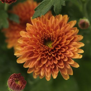 Chrysanthemum 'Jasoda Dark Orange'