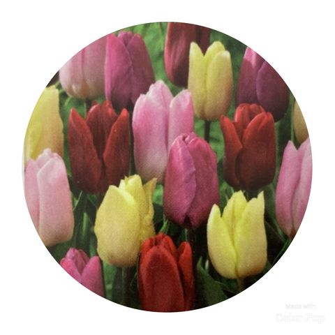 Tulipa MIX
