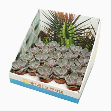Echeveria 'Perle von Nürnberg'