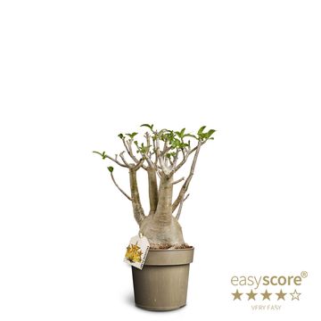 Adenium arabicum
