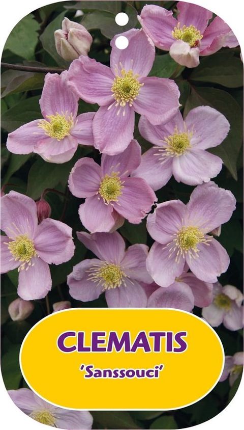 Clematis 'Sanssouci' (M)