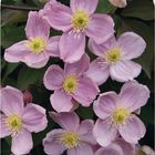 Clematis 'Sanssouci' (M)