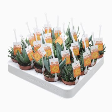 Fetbladväxter ALOE / HAWORTHIA MIX