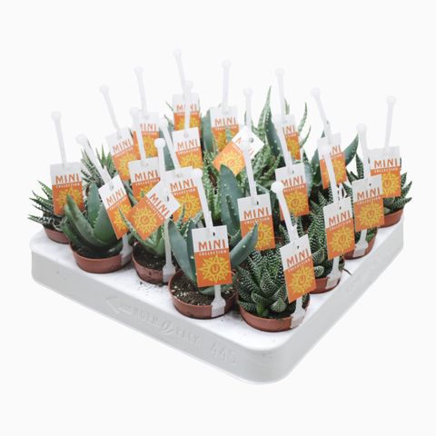 Succulents ALOE / HAWORTHIA MIX