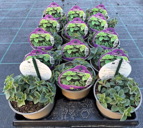 Origanum vulgare 'Hot Spicy'