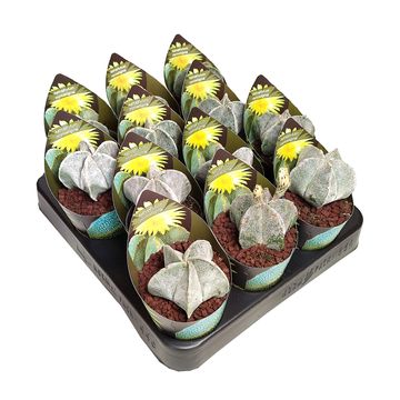 Astrophytum myriostigma