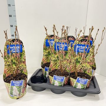Sorbaria sorbifolia 'Sem'
