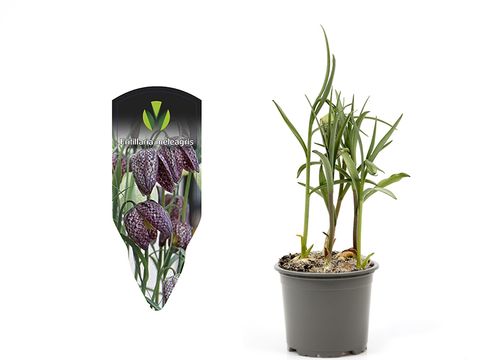 Fritillaria meleagris