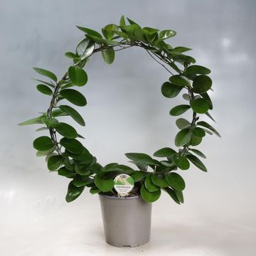 Hoya australis