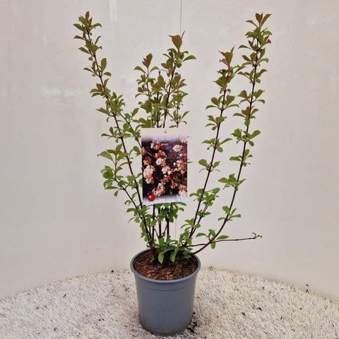 Viburnum farreri