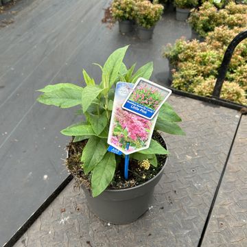 Buddleja davidii BUTTERFLY CANDY LITTLE PINK