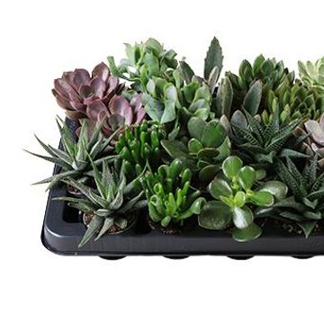 Succulenten MIX
