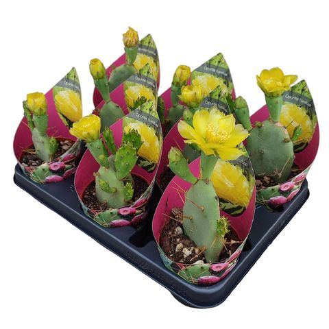 Opuntia humifusa