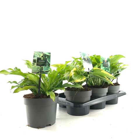 Hosta MIX