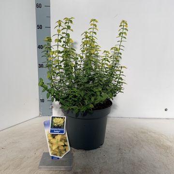 Euonymus fortunei GOLDY