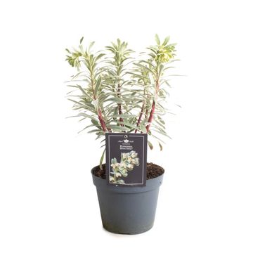 Euphorbia characias SILVER SWAN