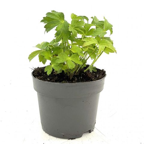 Astrantia 'Buckland'