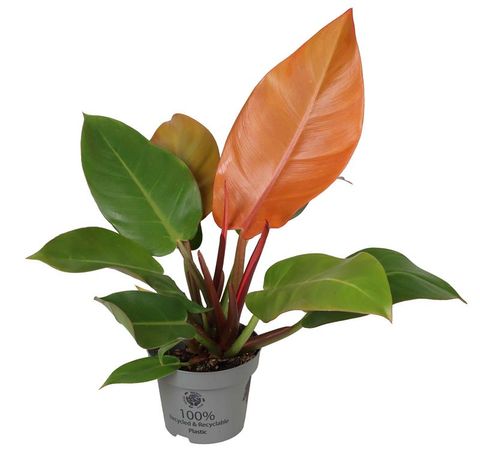Philodendron 'Prince of Orange'