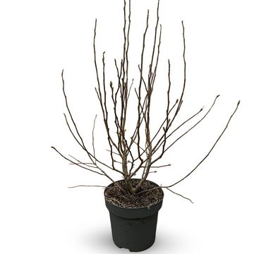 Magnolia stellata