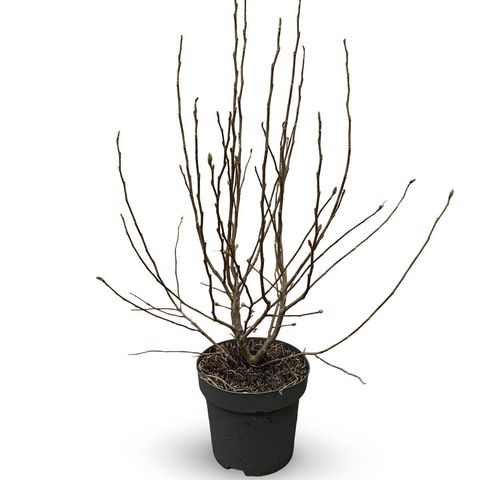 Magnolia stellata