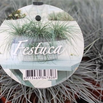 Festuca glauca
