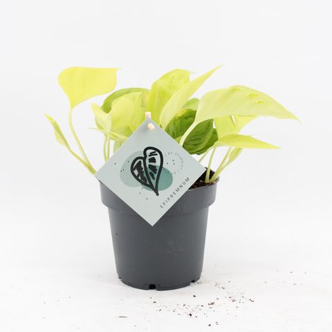 Epipremnum 'Champs Élysées'