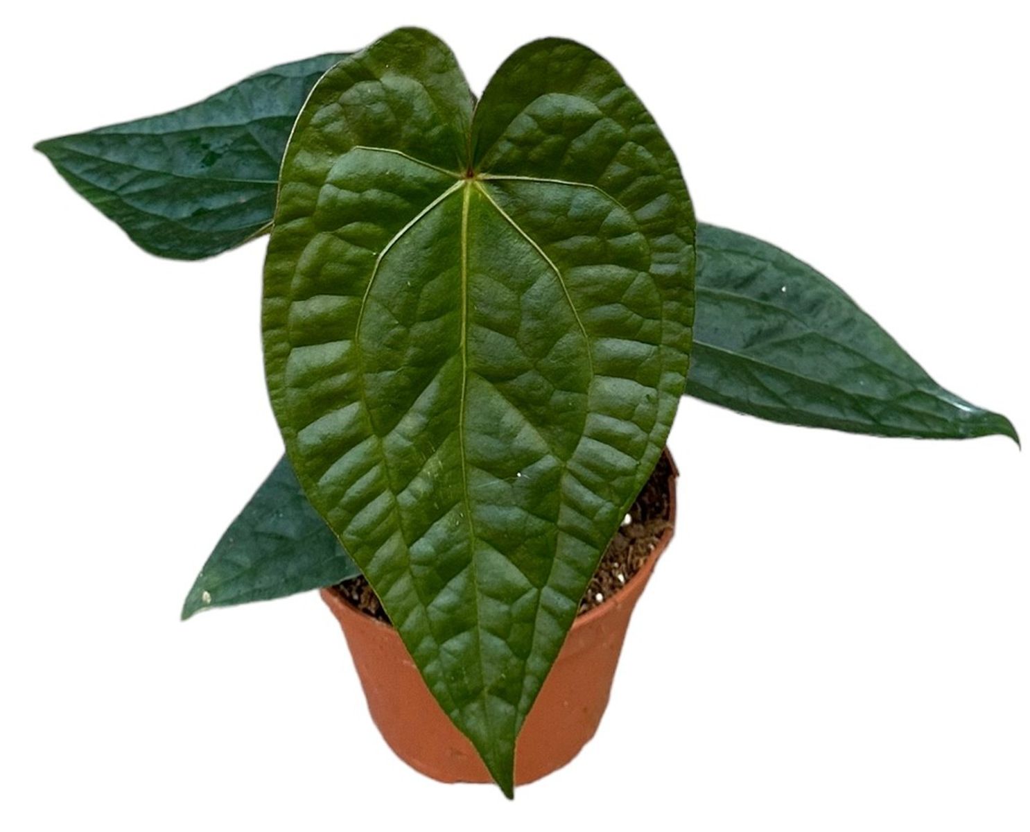 Anthurium magnificum x luxurians — Plant Wholesale FlorAccess