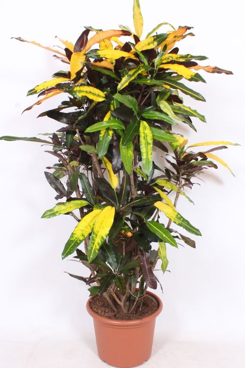 Codiaeum variegatum 'Mango'