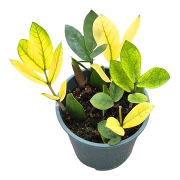 Zamioculcas zamiifolia 'Chameleon'