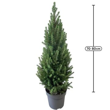 Picea glauca 'Conica'