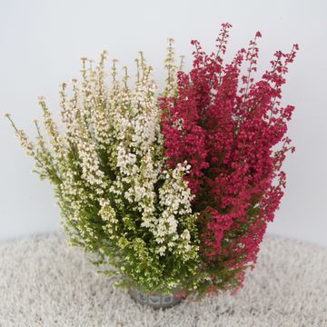 Erica gracilis MIX IN POT