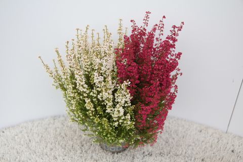 Erica gracilis MIX IN POT