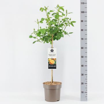 Rosa ABSOLUTELY FABULOUS