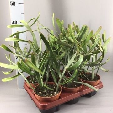 Euphorbia xylophylloides