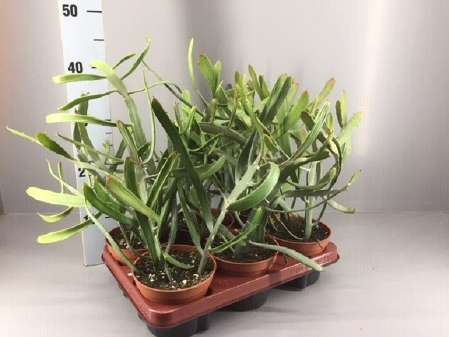 Euphorbia Xylophylloides — Plant Wholesale Floraccess