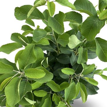 Amelanchier alnifolia 'Obelisk'