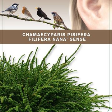 Chamaecyparis pisifera 'Filifera Nana'