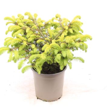 Picea abies 'Nidiformis'