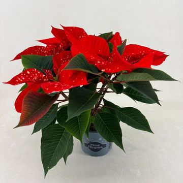 Euphorbia pulcherrima FANTASY STAR ORANGE