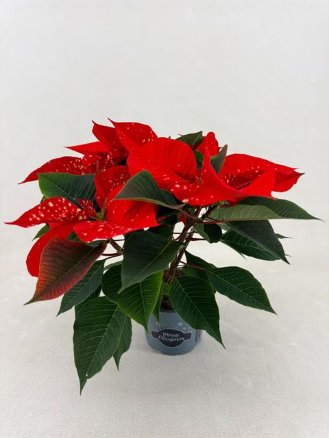 Euphorbia pulcherrima FANTASY STAR ORANGE