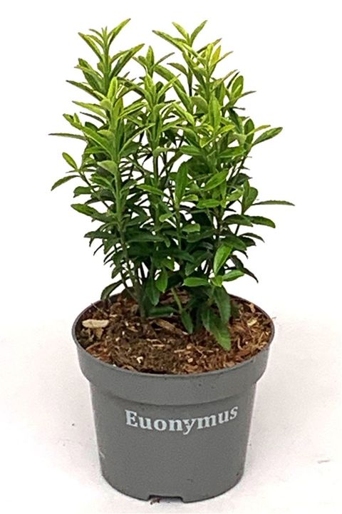 Euonymus japonicus 'Микрофиллус Ауреовариегатус'