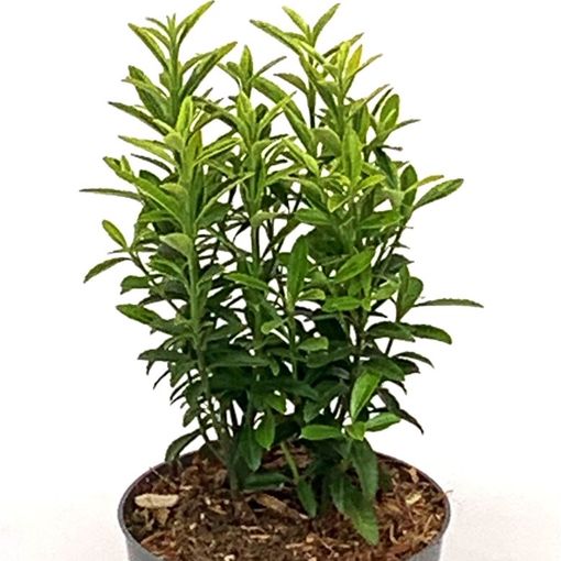 Euonymus japonicus 'Микрофиллус Ауреовариегатус'