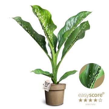 Dieffenbachia 'Crocodile'