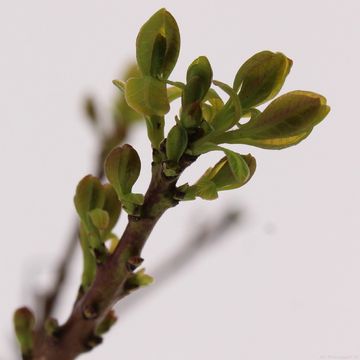 Cotinus coggygria 'Young Lady'