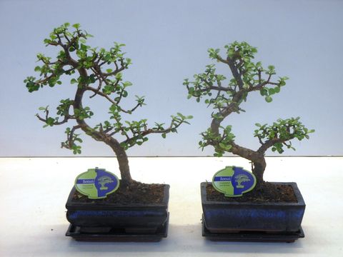 Portulacaria afra